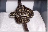male carpet2